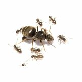 Black road ant (Lasius niger)