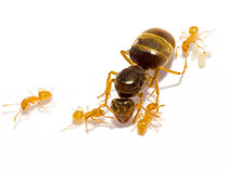Yellow meadow ant (Lasius flavus)
