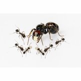 Harvester ant (Messor barbarus)