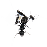 Giant ant (Camponotus sp)