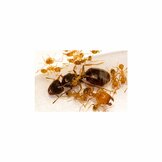 Big-headed ant (Pheidole sp)