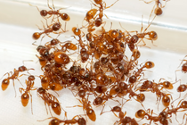 Common red ant (Myrmica rubra)