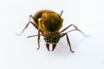 Leafcutter ant (Atta ao)