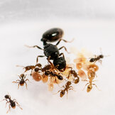 The pavement ant (Tetramorium caespitum)