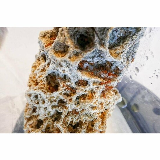 atta-cephalotes-schimmel-fungus-closeup