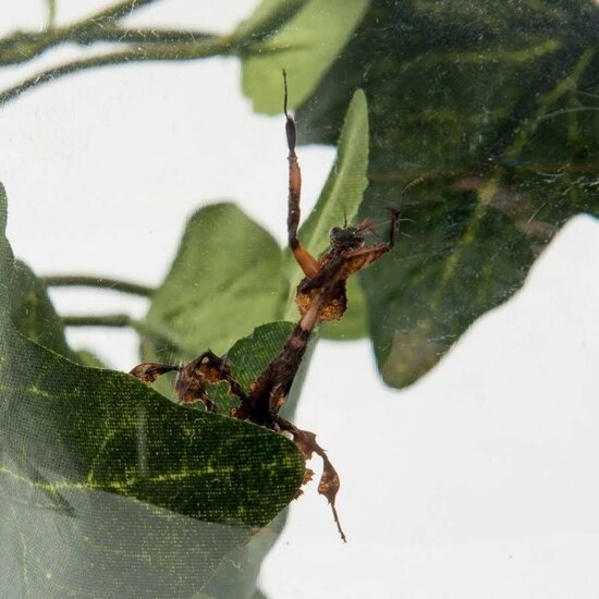 Bugzzz insecten kweken