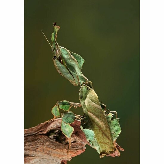 Ghost bidsprinkhaan groen