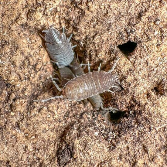 Isopod powder blue 4