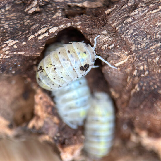 Isopod Armadillidium Vulgare &quot;Magic Potion&quot;