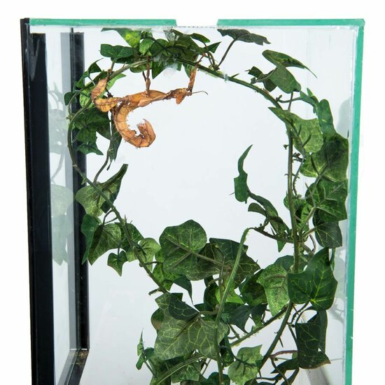 Insect Terrarium