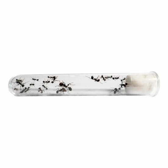 Ant's Kingdom Gel antfarm GREEN including ants