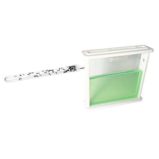 Ant's Kingdom Gel antfarm WHITE including ants