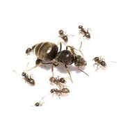 lasius-niger-kolonie-koningin-werksters