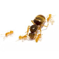 Lasius flavus gele weidemierenkolonie 5-10 werksters