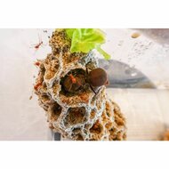 atta-cephalotes-schimmel-fungus-inclusief-koningin
