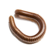 Olive-striped millipede (Spirostreptus sp.)