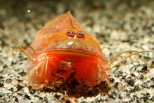 Triops Cancriformis Beni Kabuto eggs capsule