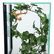 Insect Terrarium