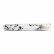 Ant's Kingdom Gel antfarm GREEN including ants