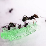 Ant's Kingdom Antfarm Gel - GREEN