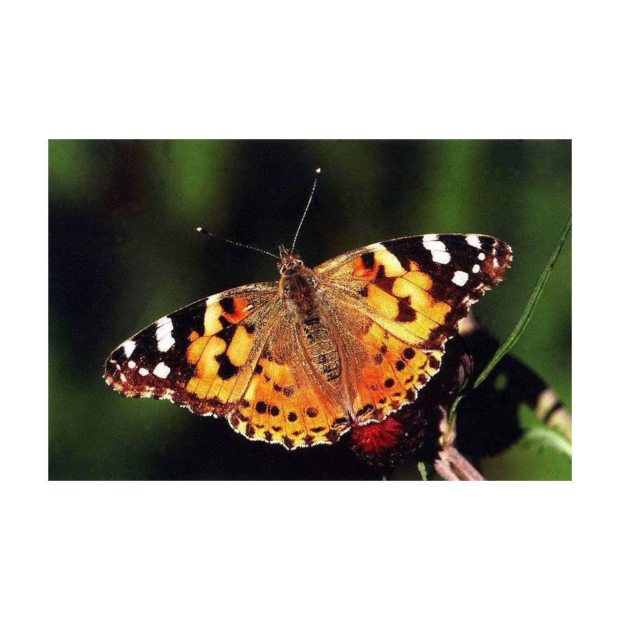 Butterfly breeding kit, breed your own caterpillars and butterflies