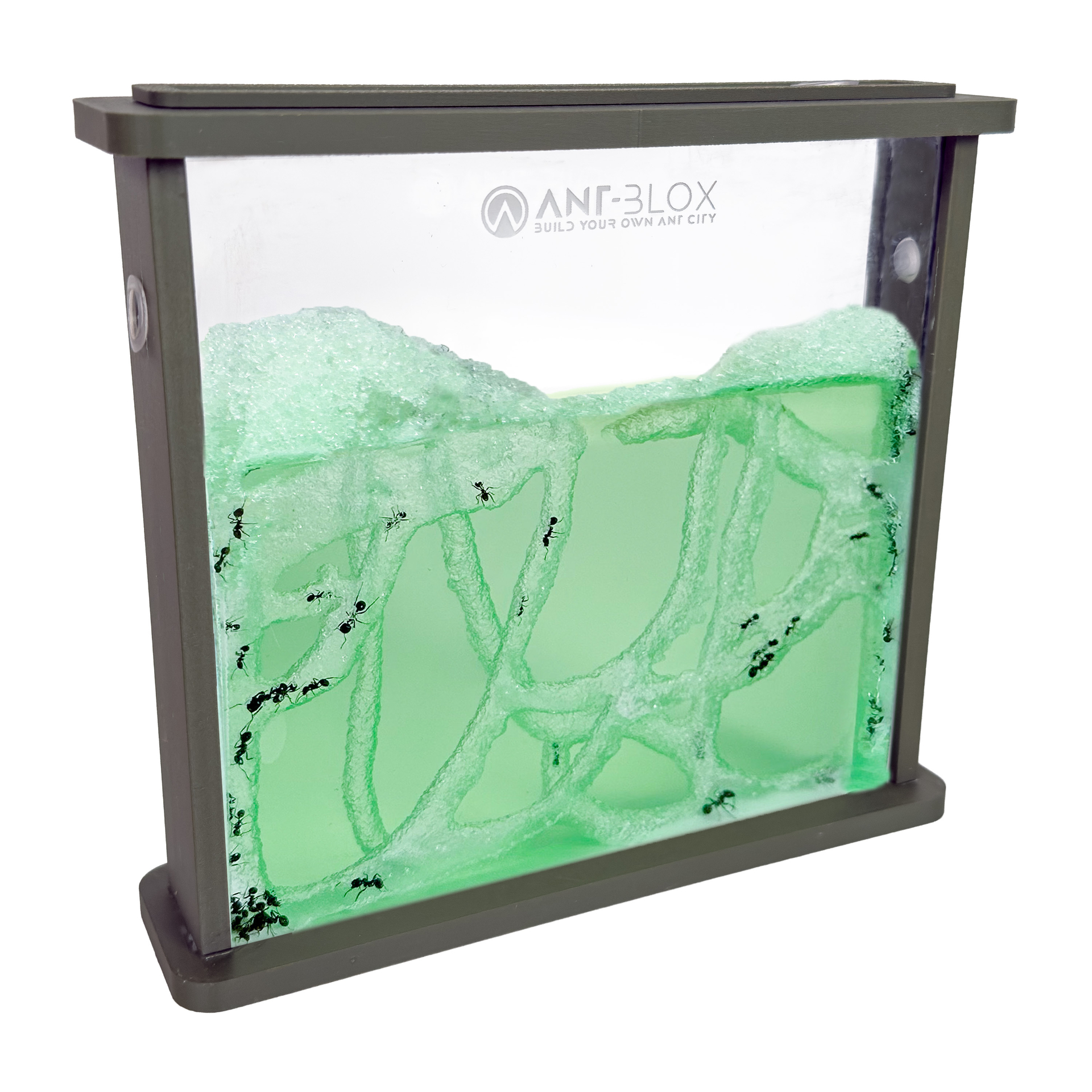 Ant's Kingdom Gel antfarm GREEN including ants