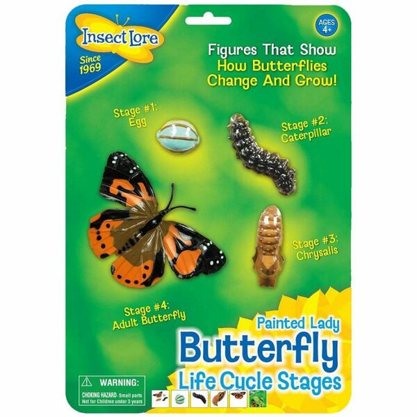 Butterfly lifecycle