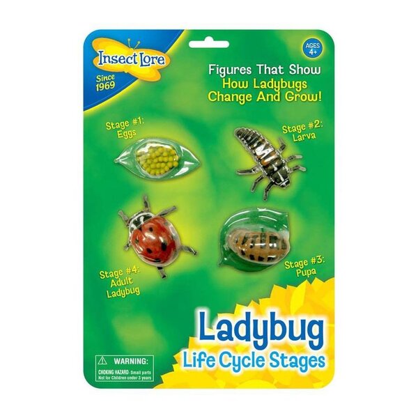 Ladybug lifecycle
