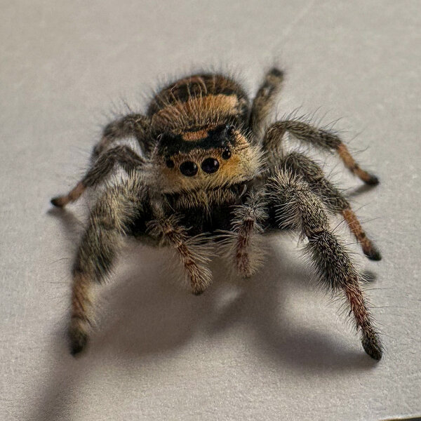 Jumping spider - Phidippus regius Everglades