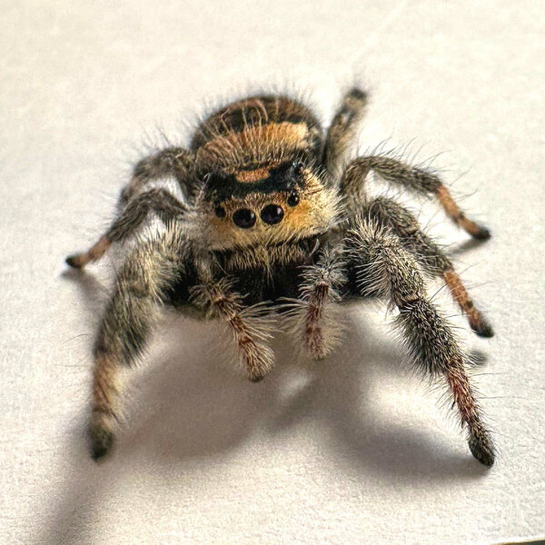 Jumping spider - Phidippus regius Everglades