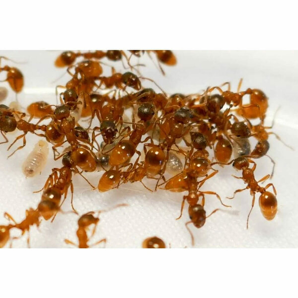 Myrmica rubra 1 queen and 100+ workers