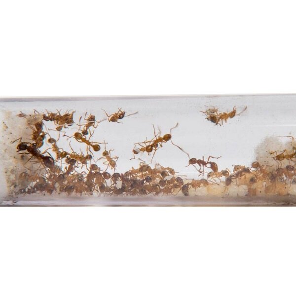 Myrmica rubra 1 queen and 100+ workers