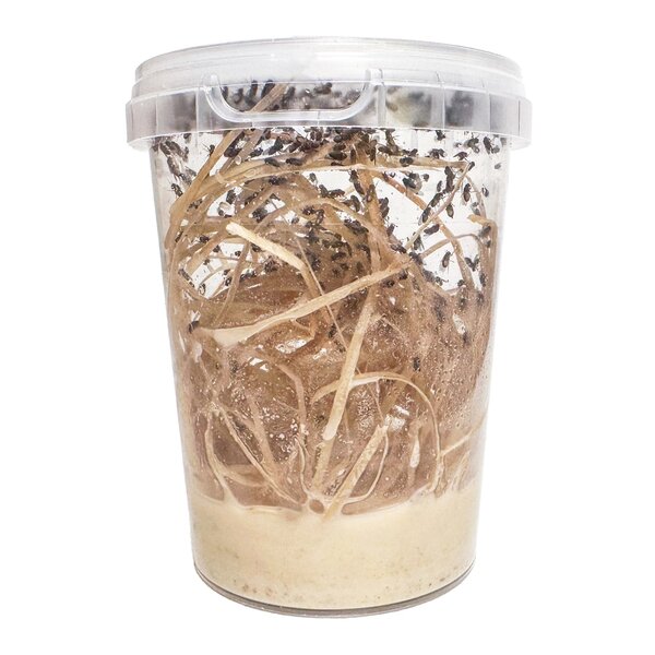 Fruit fly breeding kit