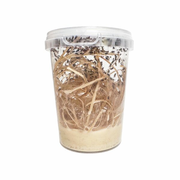 Wood wool for fruit fly breeding set