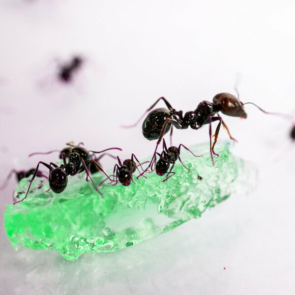 Ant's Kingdom Gel antfarm GREEN including ants