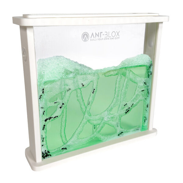 Ant's Kingdom Gel antfarm WHITE including ants