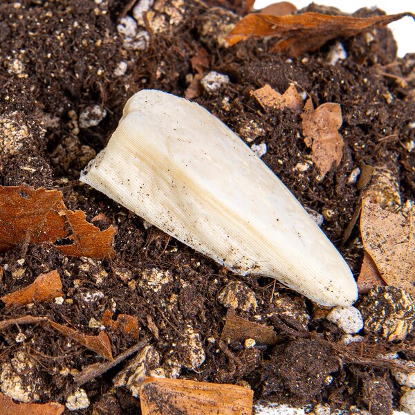 Isopods Breeding Substrate – Complete Soil with Nutrients & Cuttlebone
