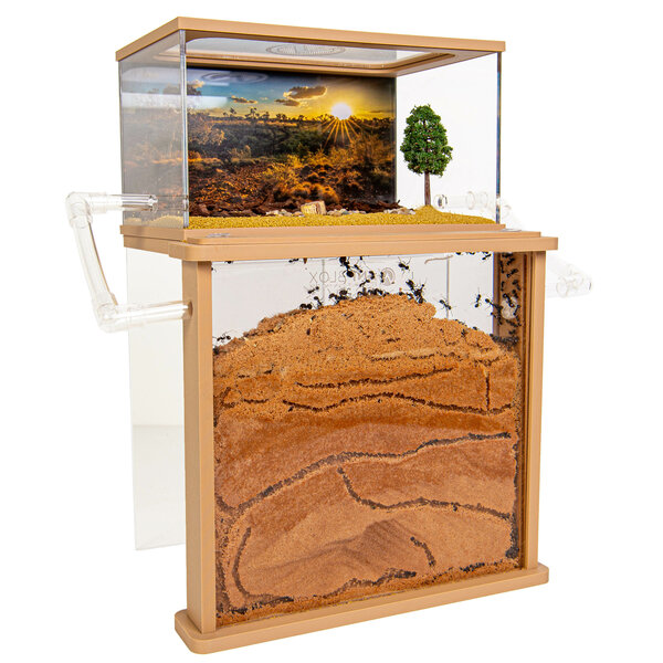 Premium Messor Sand Set 200+ harvester ants (Messor barbarus)