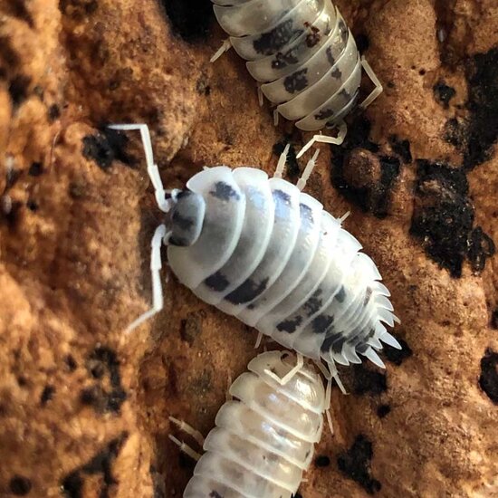 Isopod Porcellio laevis "Dairy Cow"